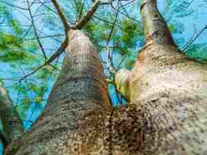 Tree maintenance tips