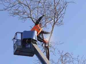 Tree surgeon Hale and Tree removal services