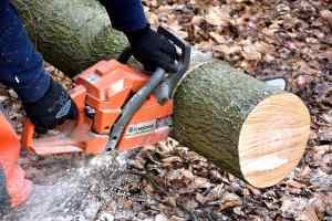 tree surgeons manchester, cheshire and stockport