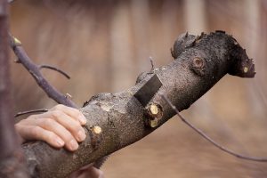 Stockport Tree Services